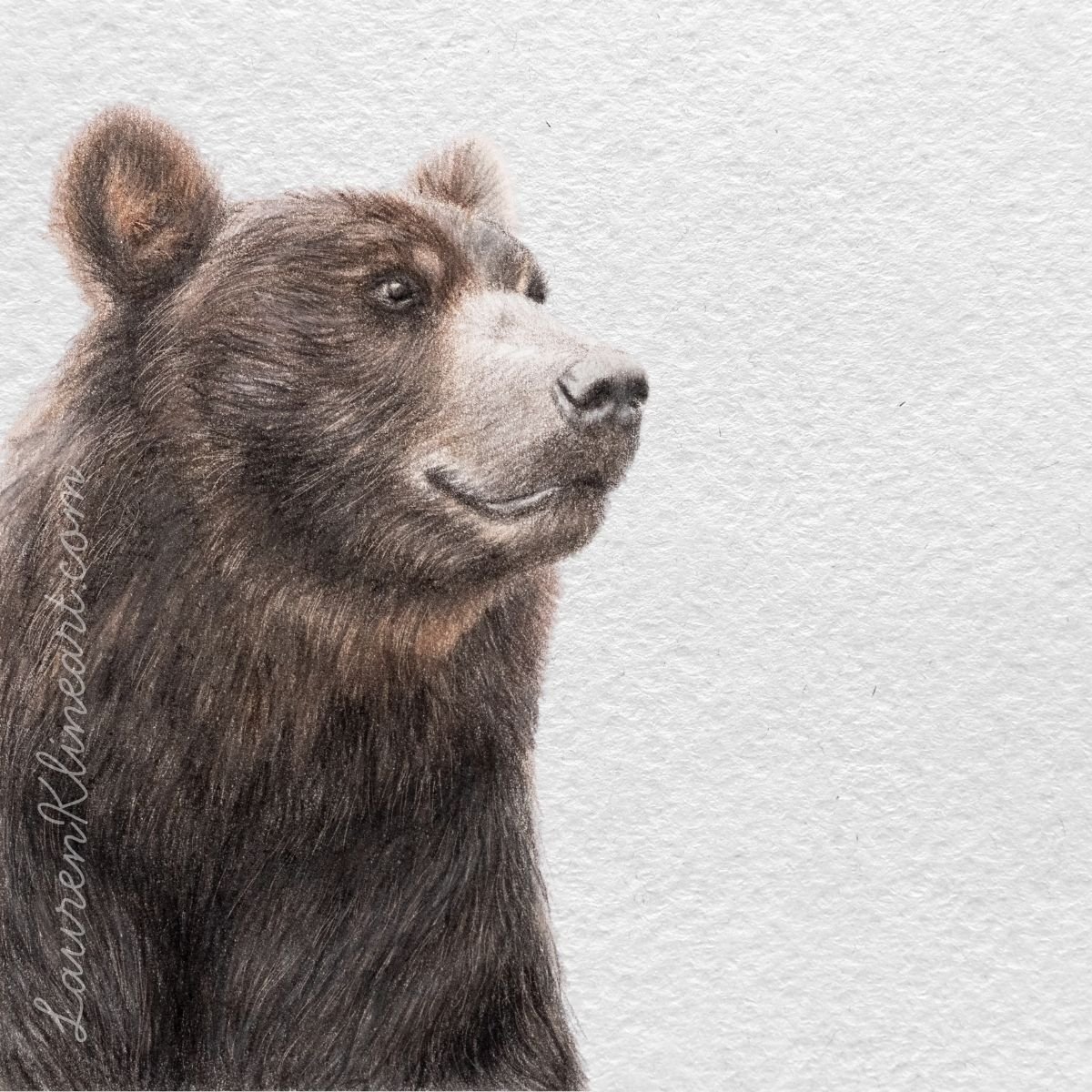 Brown Bear.jpg