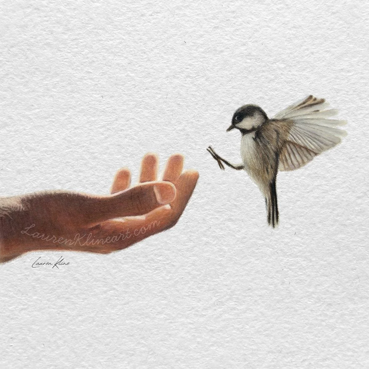 Landing Chickadee.jpg