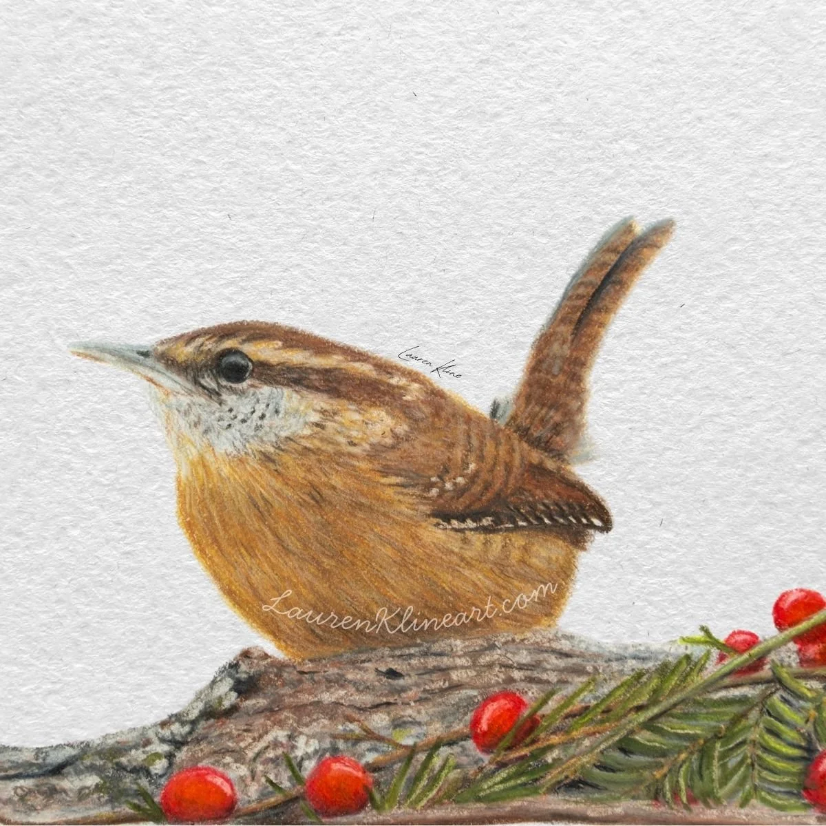 Carolina Wren.jpg