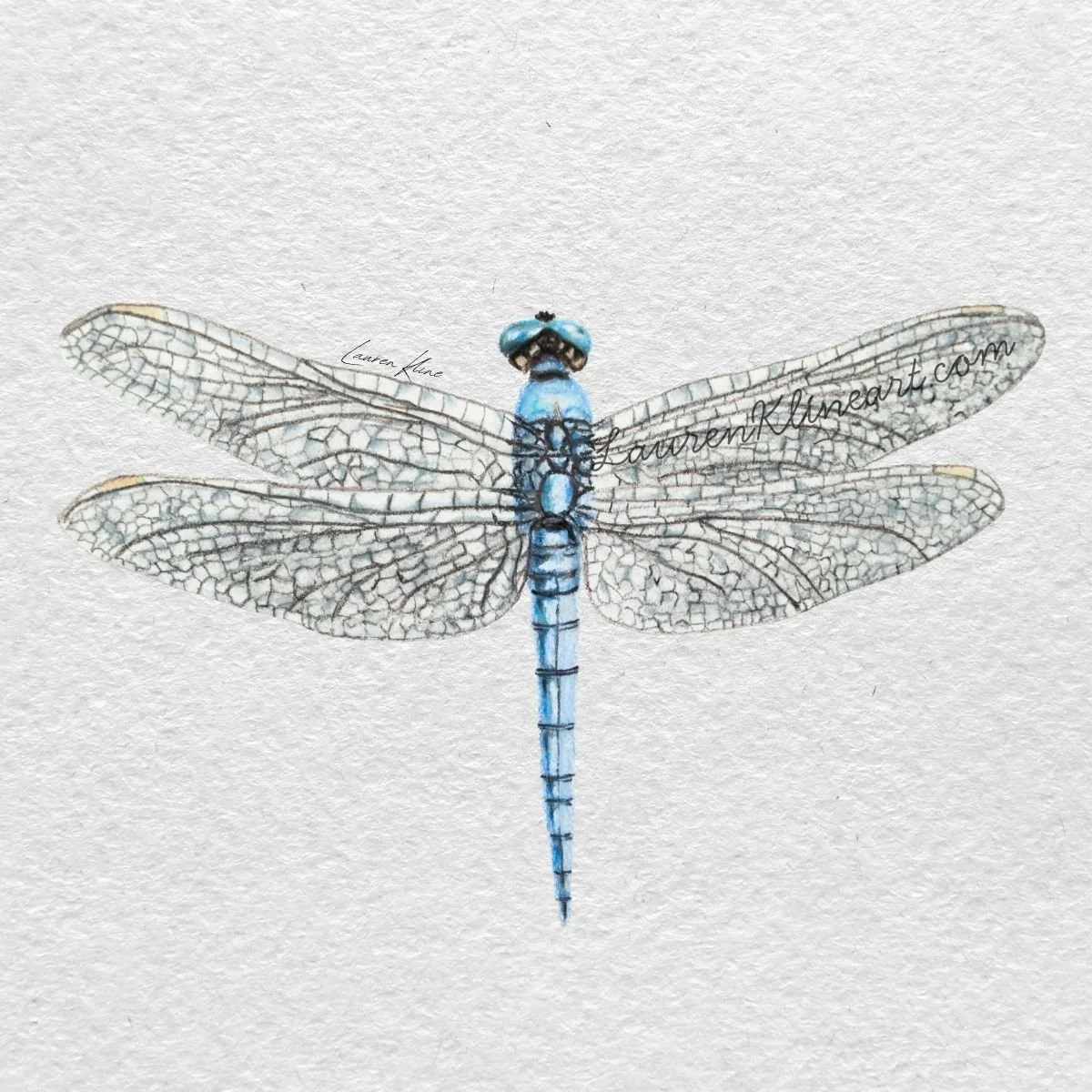 dragonfly.jpg