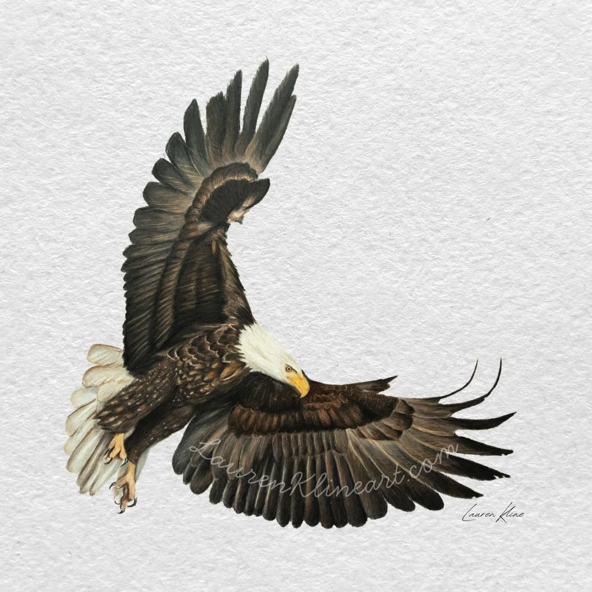 Bald Eagle.jpg