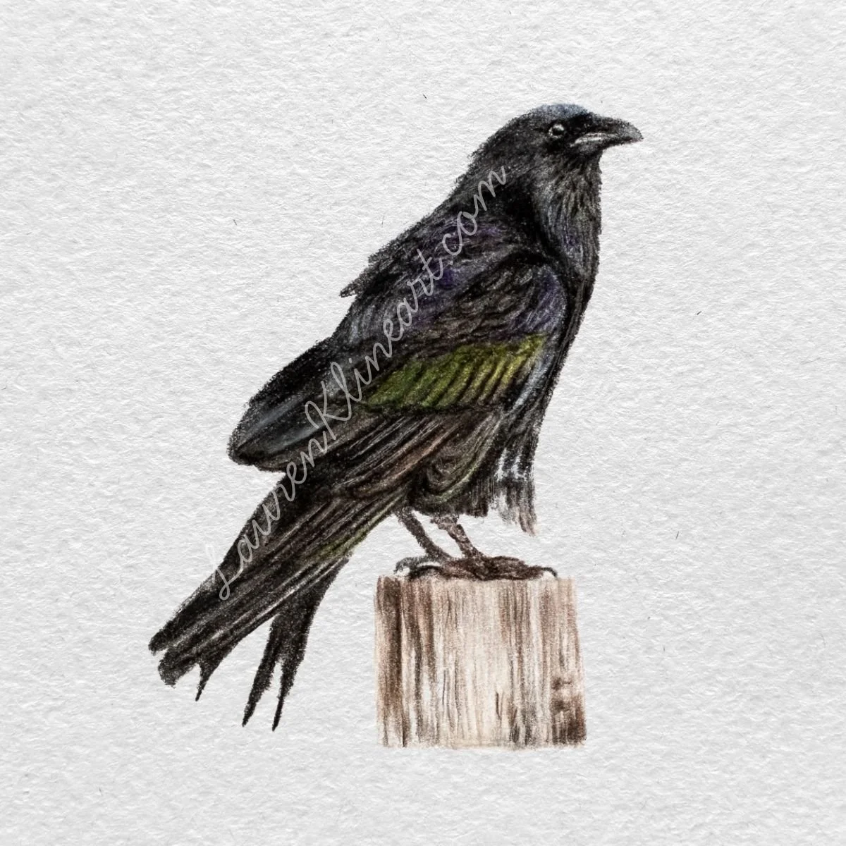 Raven.jpg