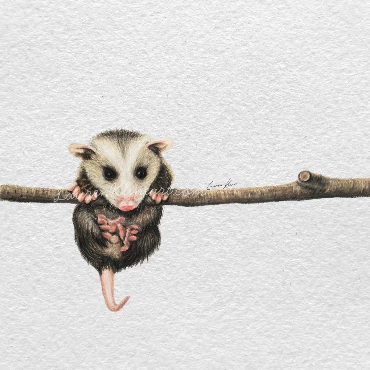 Possum.jpg