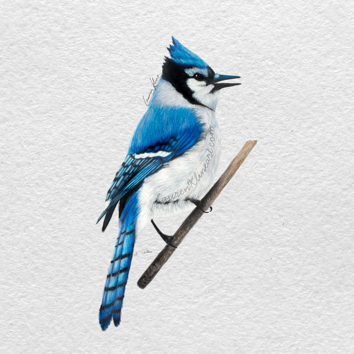 bluejay.jpg