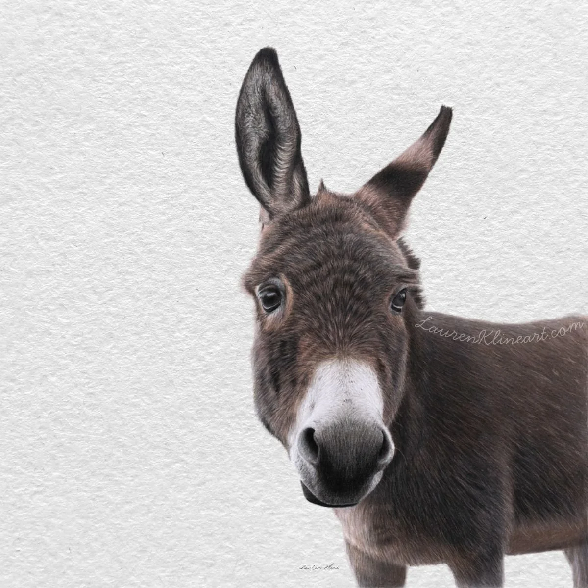 Donkey.jpg