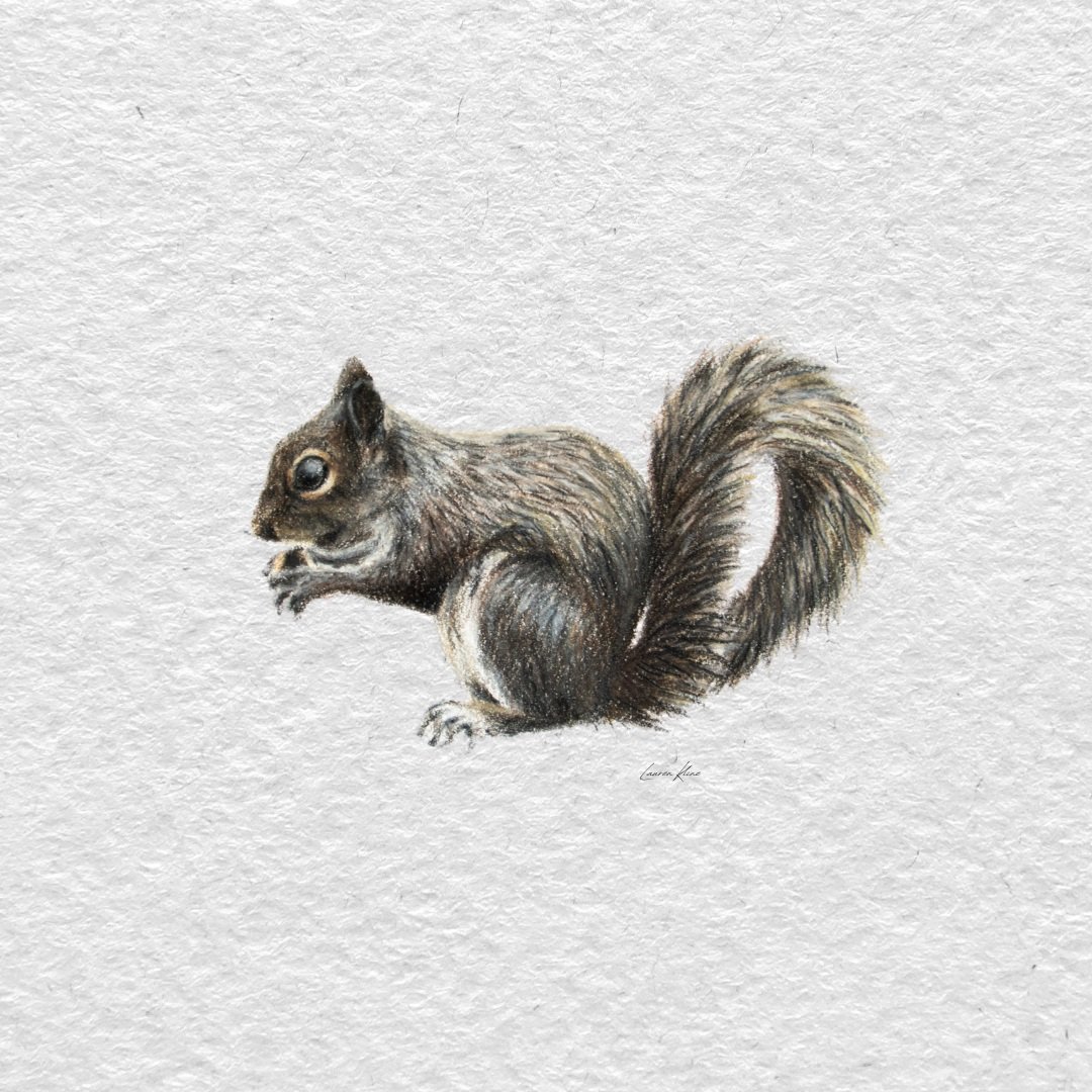 Squirrel.jpg