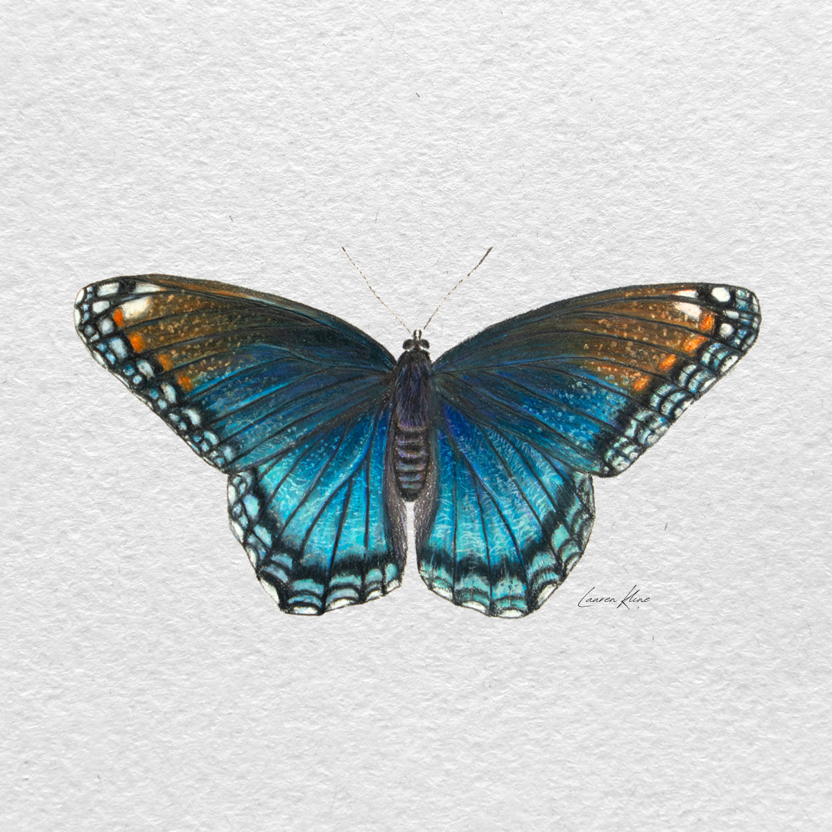 purple butterfly.png