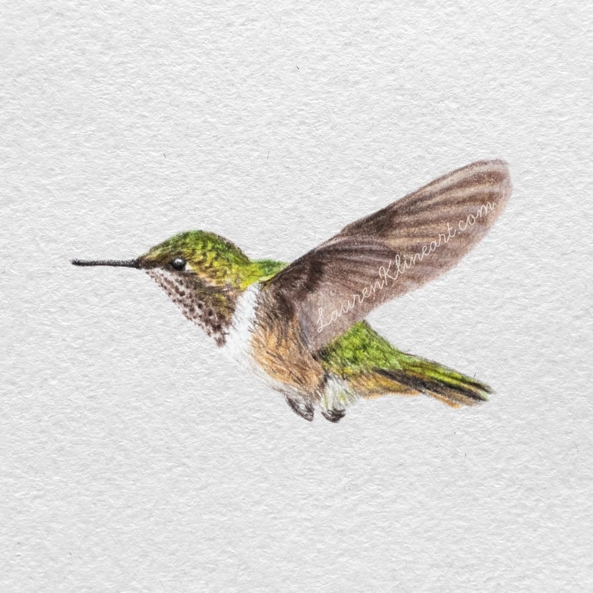 Hummingbird.jpg