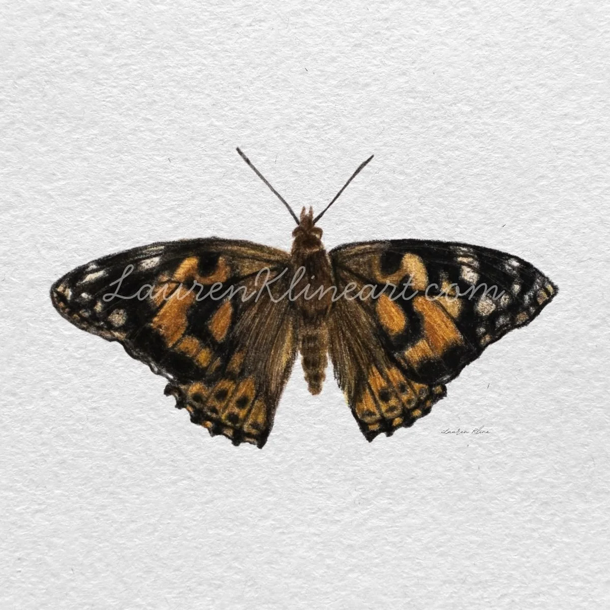 Butterfly.jpg