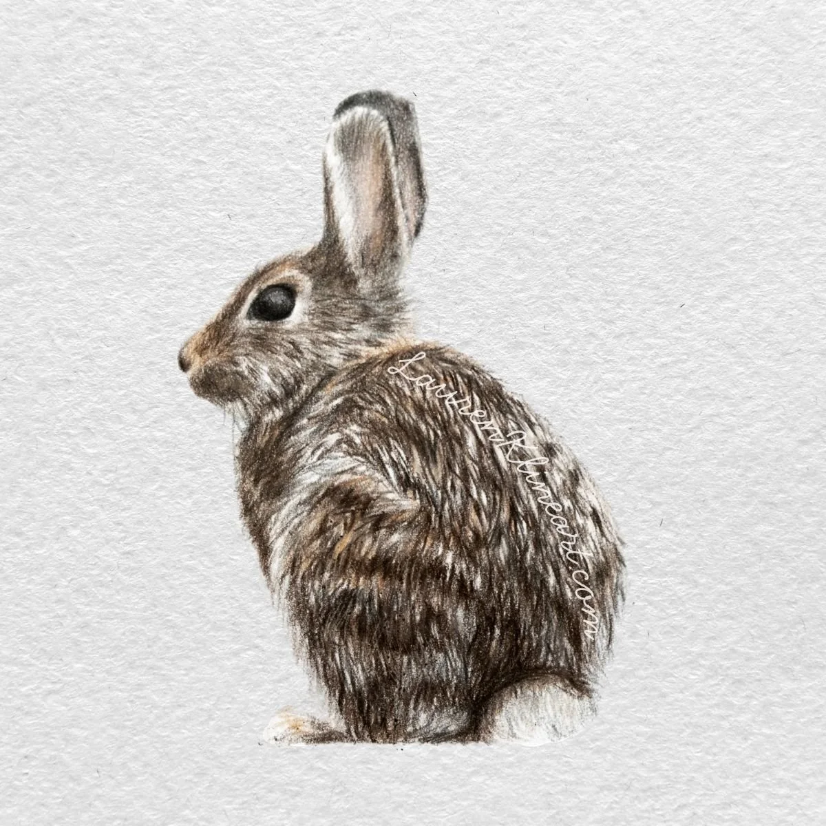Bunny.jpg