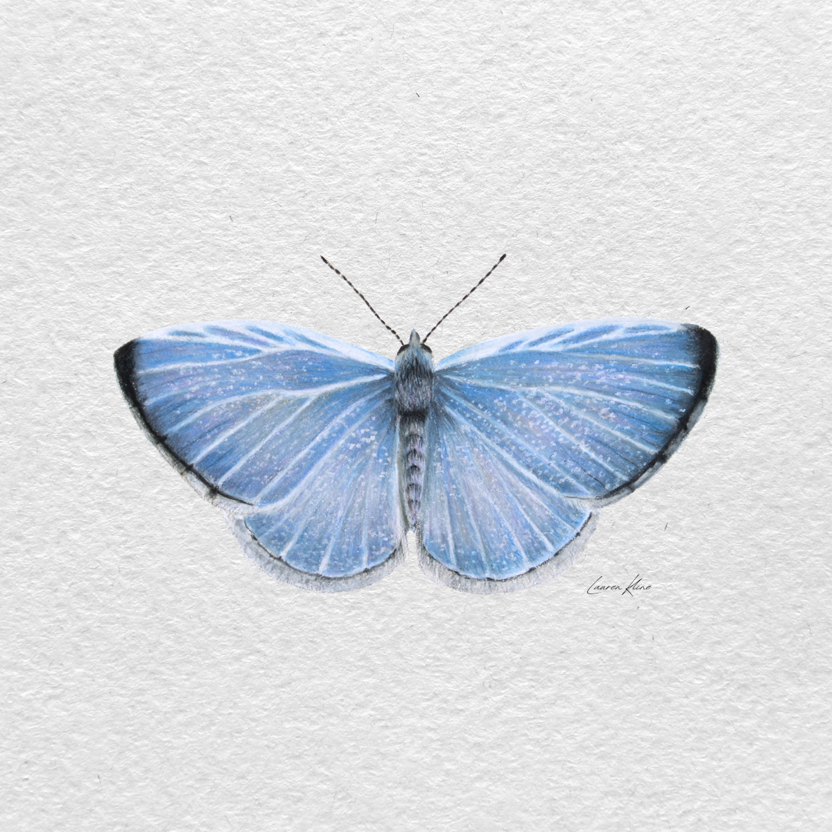 azure butterfly.png