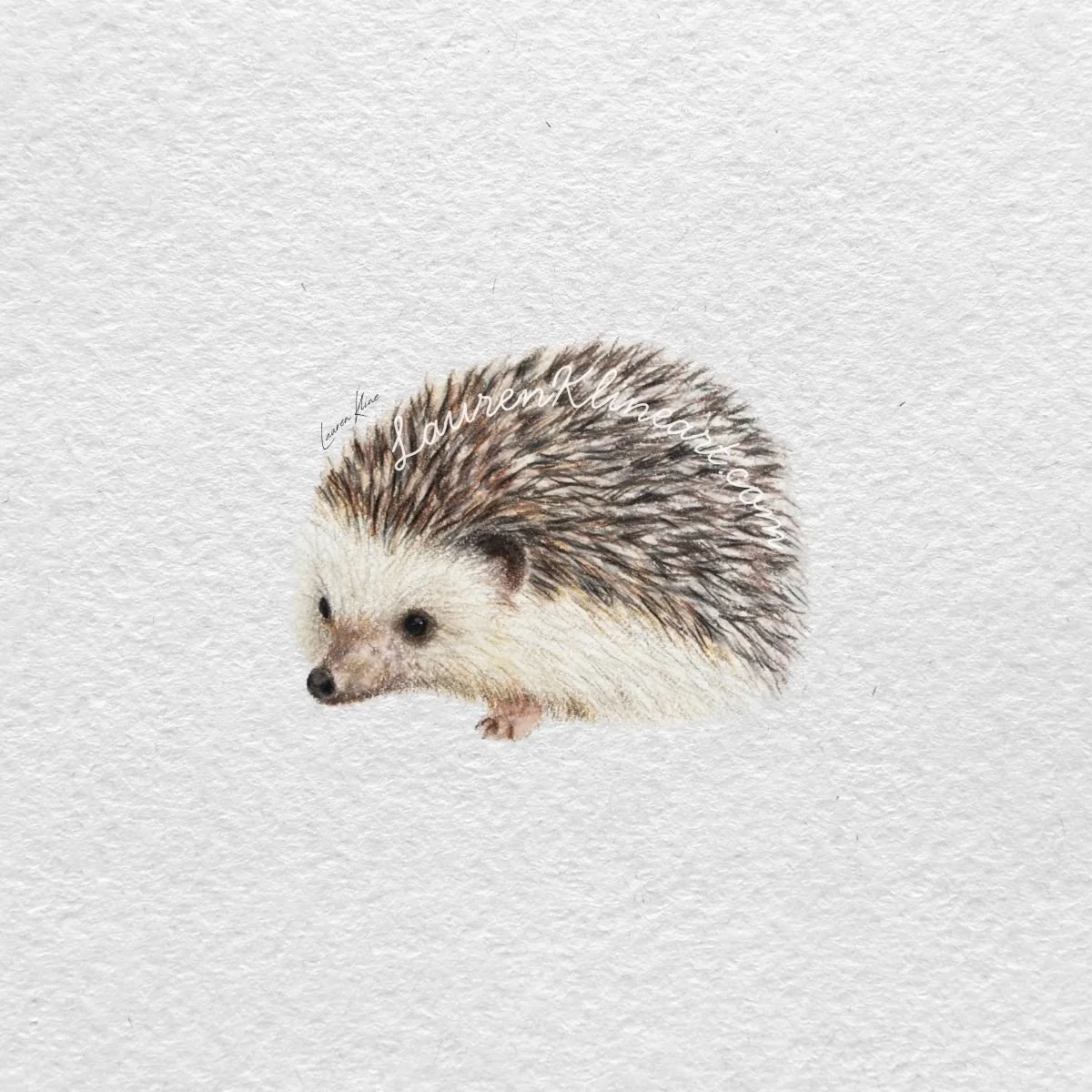 Hedgehog.jpg