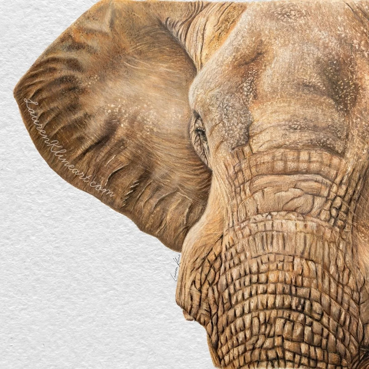 Elephant.jpg