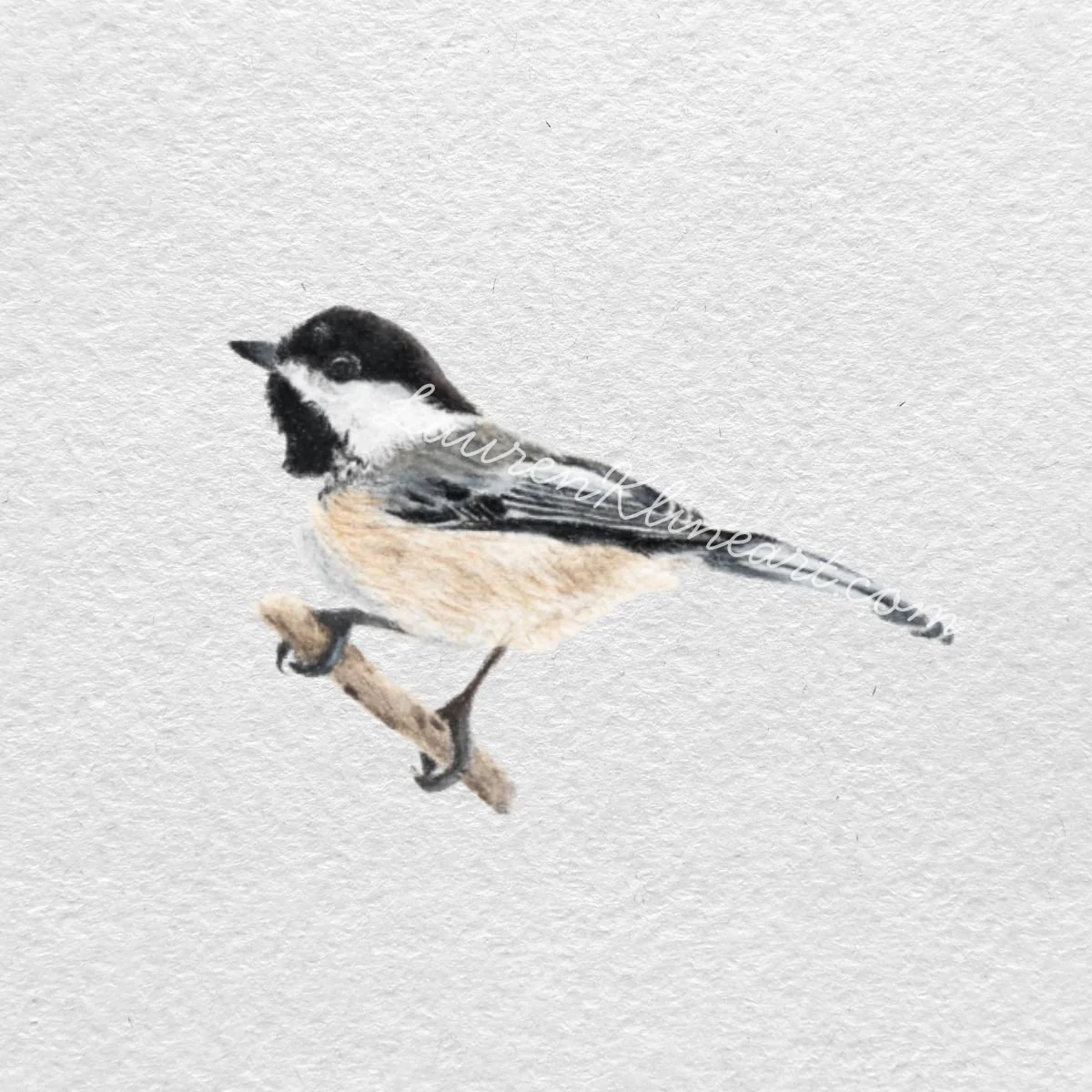 Chickadee.jpg