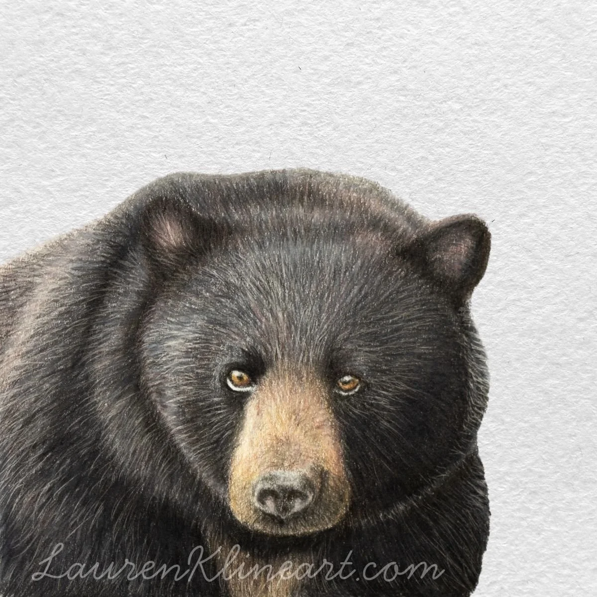 Black Bear.jpg