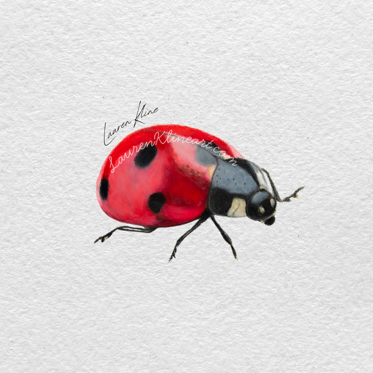 lady bug.png