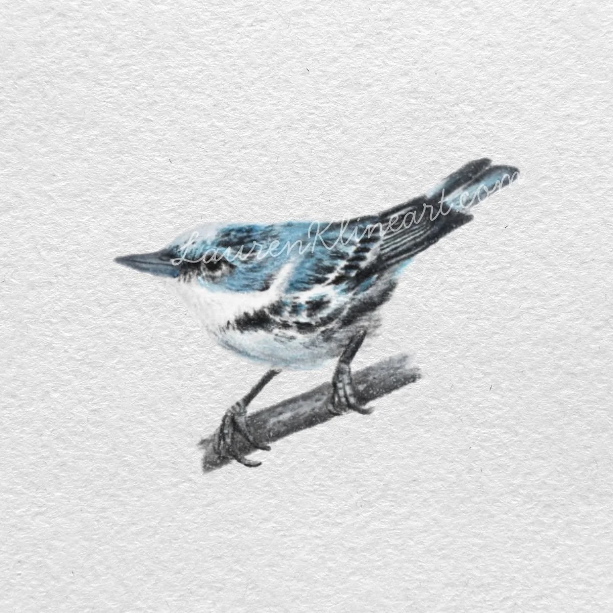 Blue Warbler.jpg