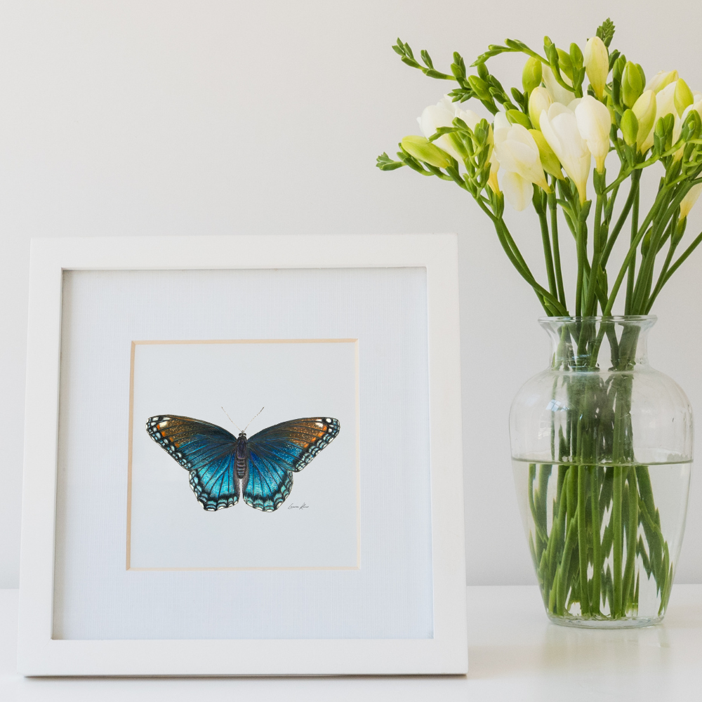 Red Spotted Purple Butterfy