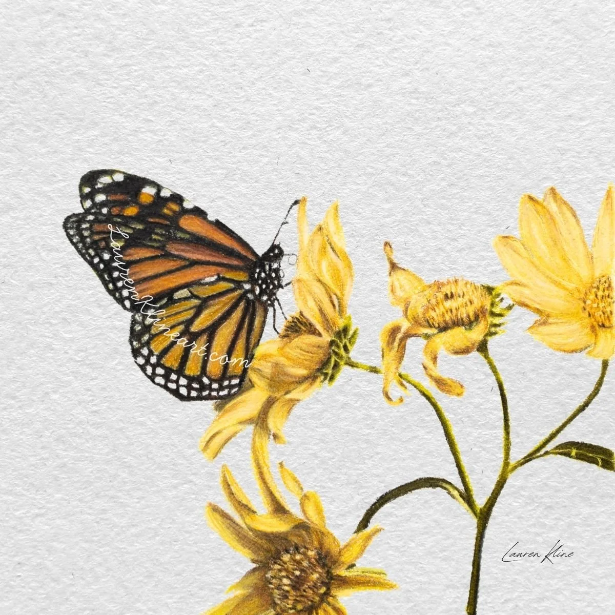 Monarch & Daisies.jpg