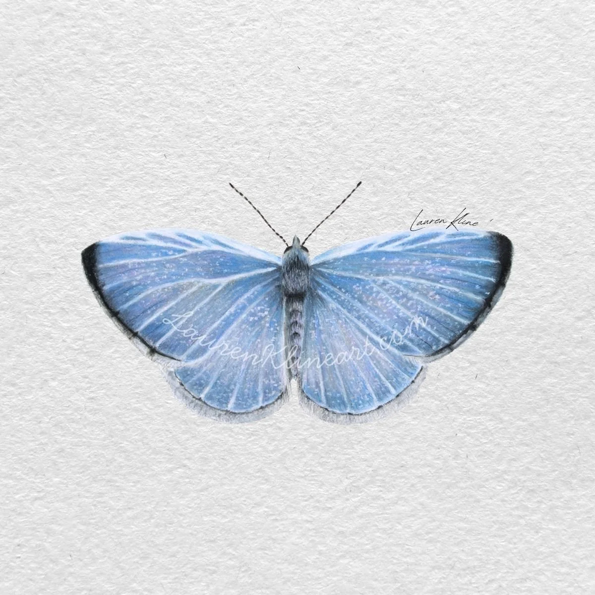 azure butterfly.jpg