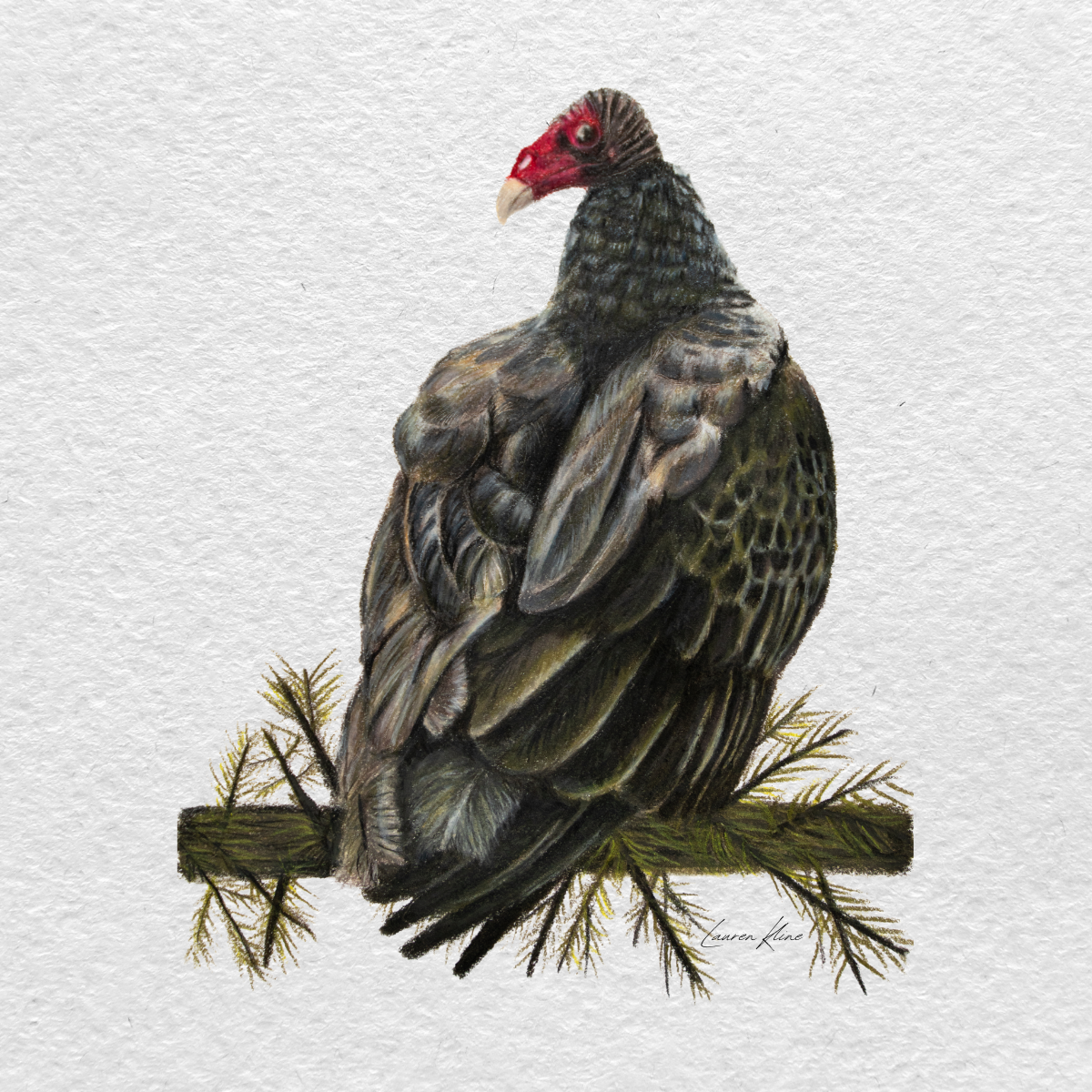 turkey vulture.png