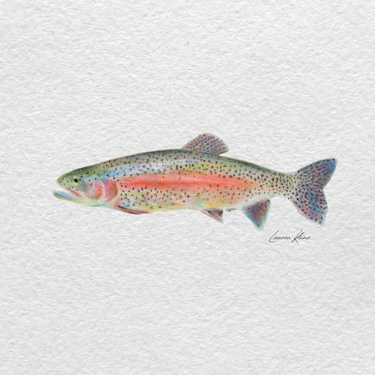 rainbow trout.png