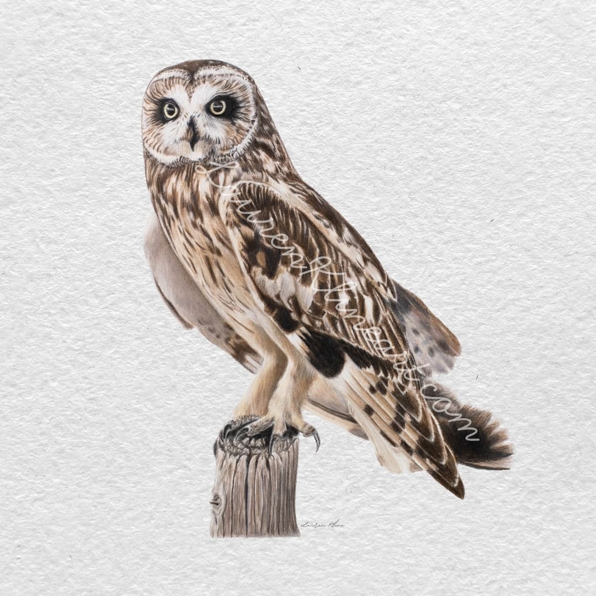 Short Eared Owl.jpg