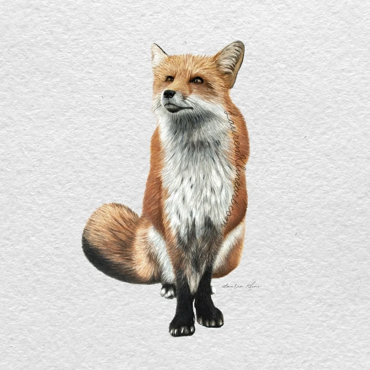 Fox.jpg