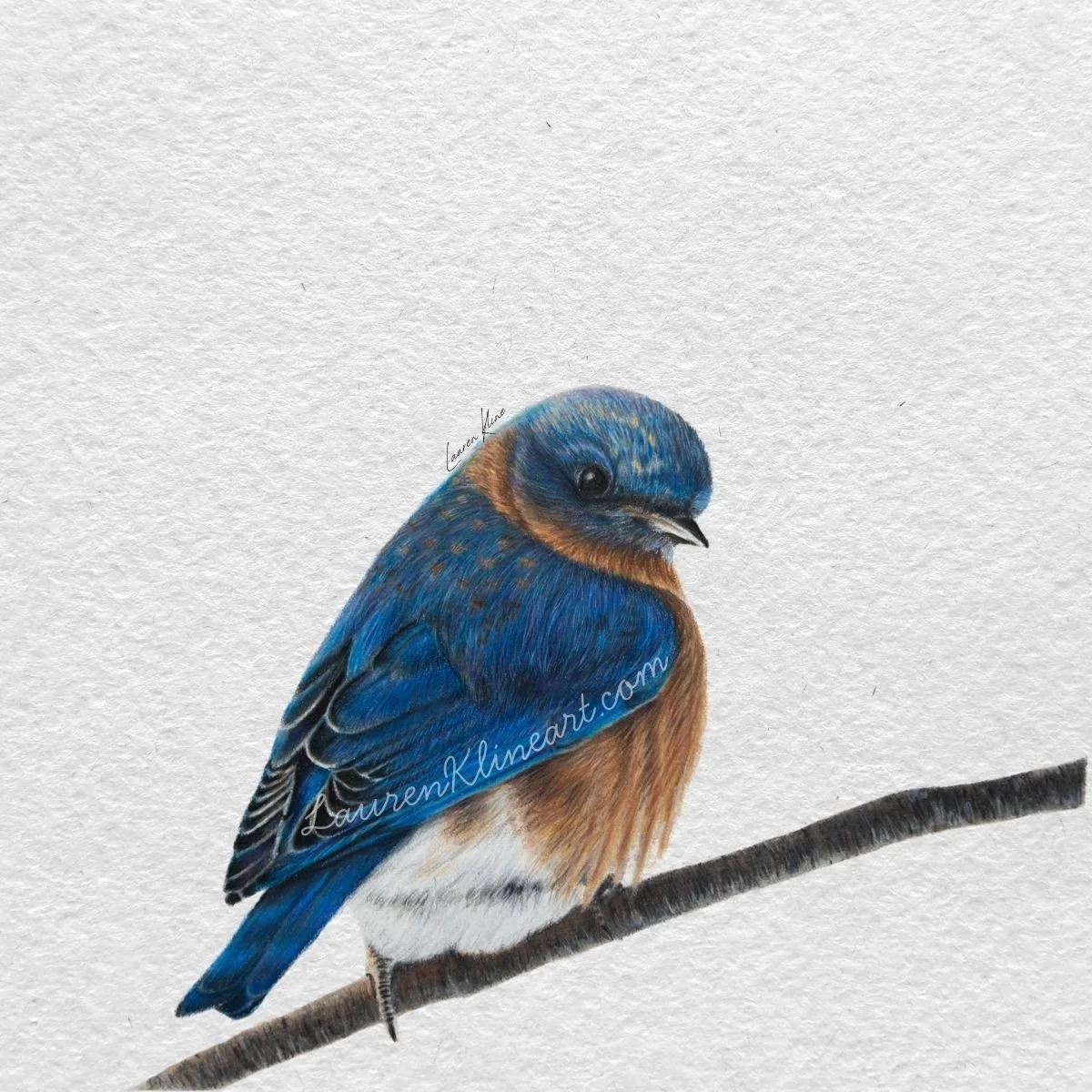 Bluebird.jpg
