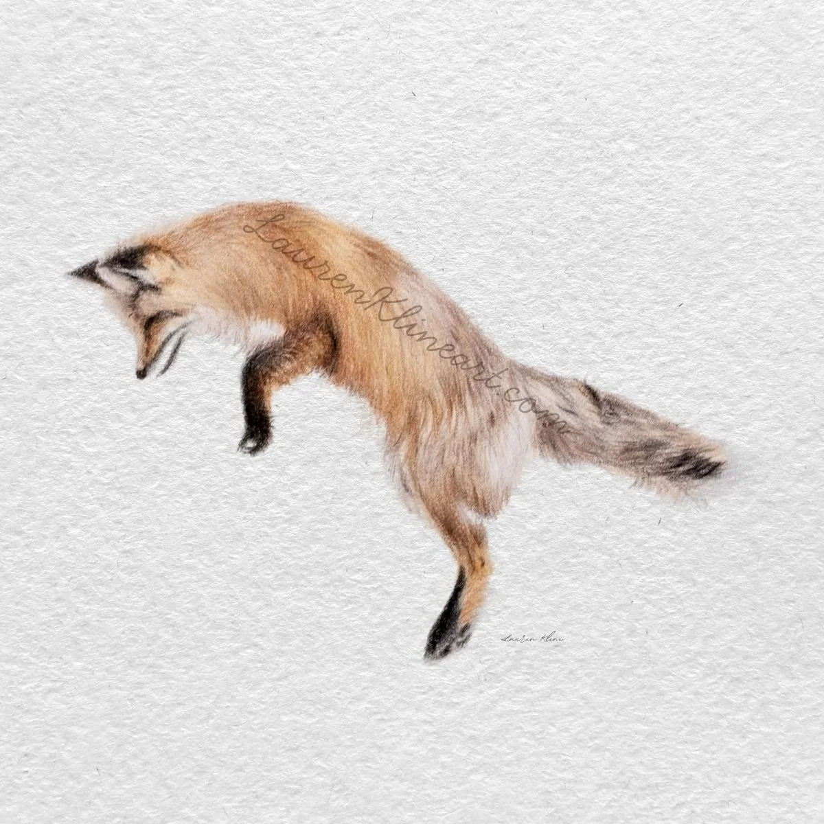 Leaping Fox.jpg