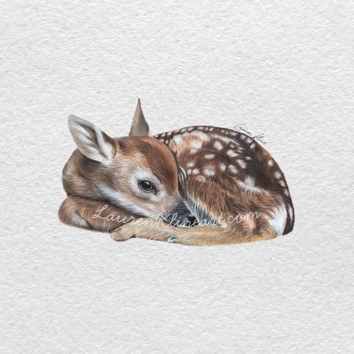fawn.jpg