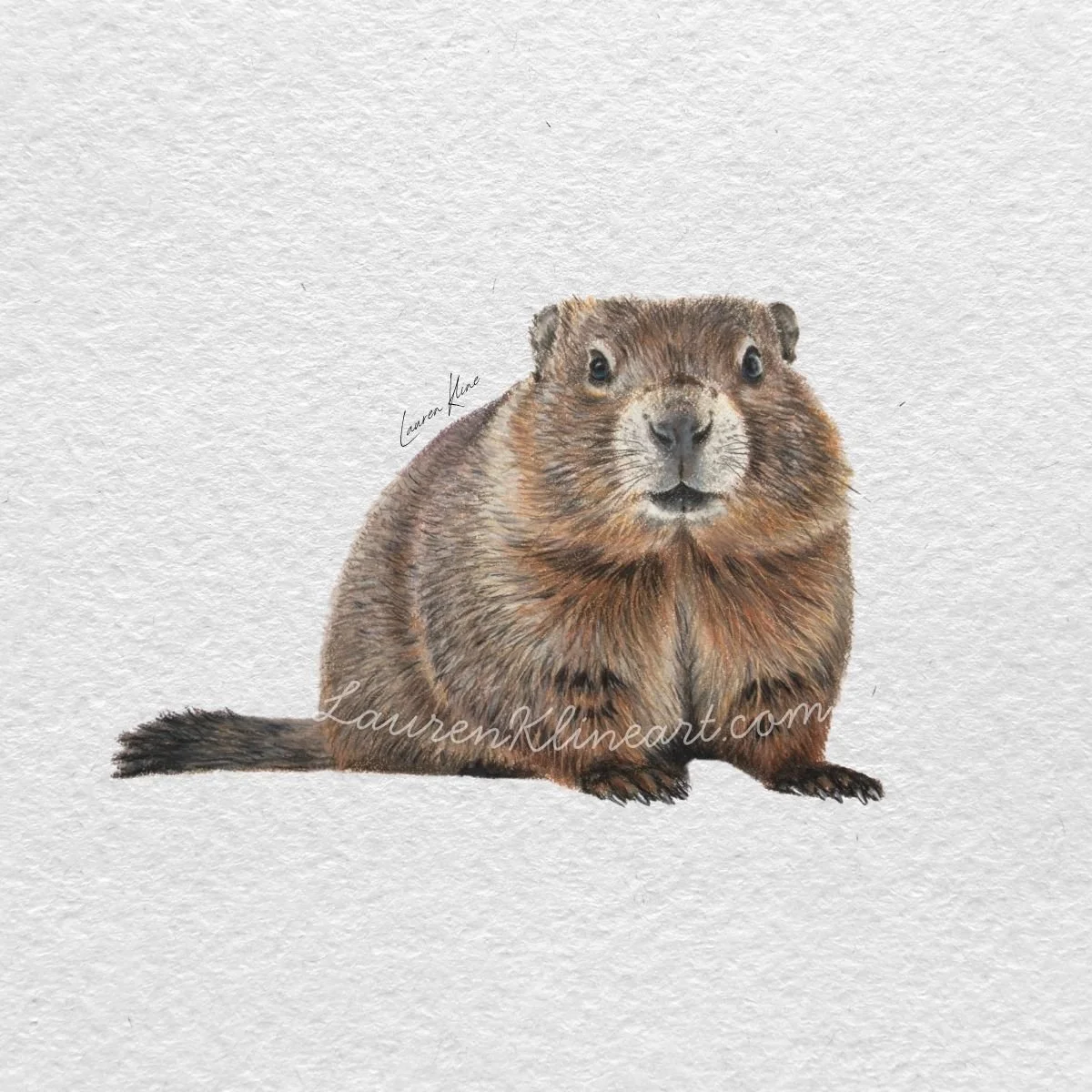 groundhogbutterfly.jpg