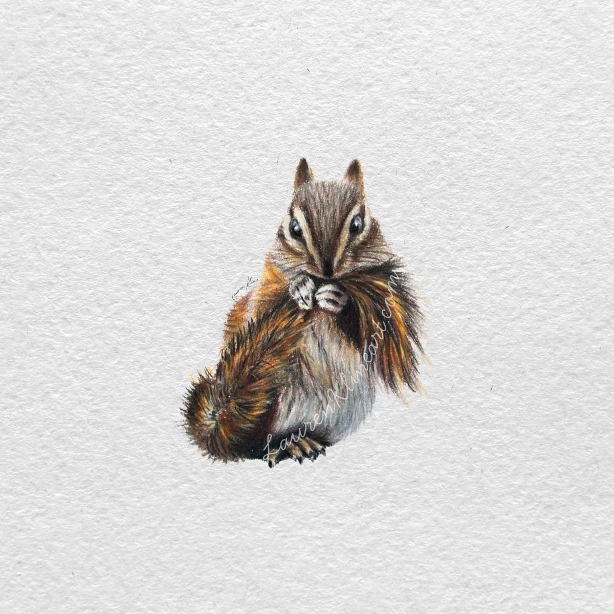 Chipmunk.jpg