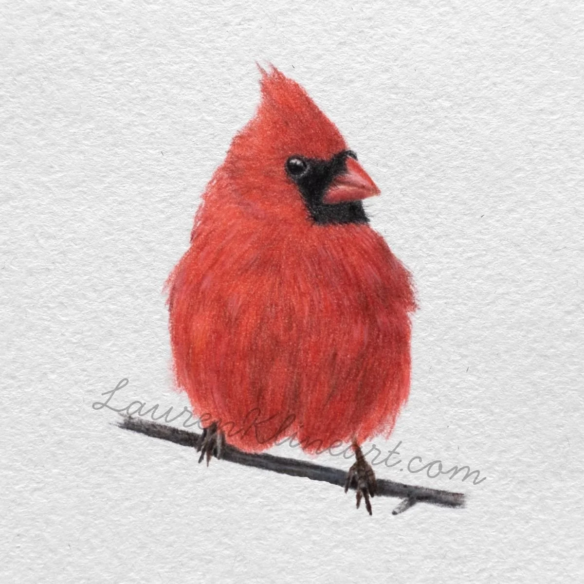 Red Cardinal.jpg