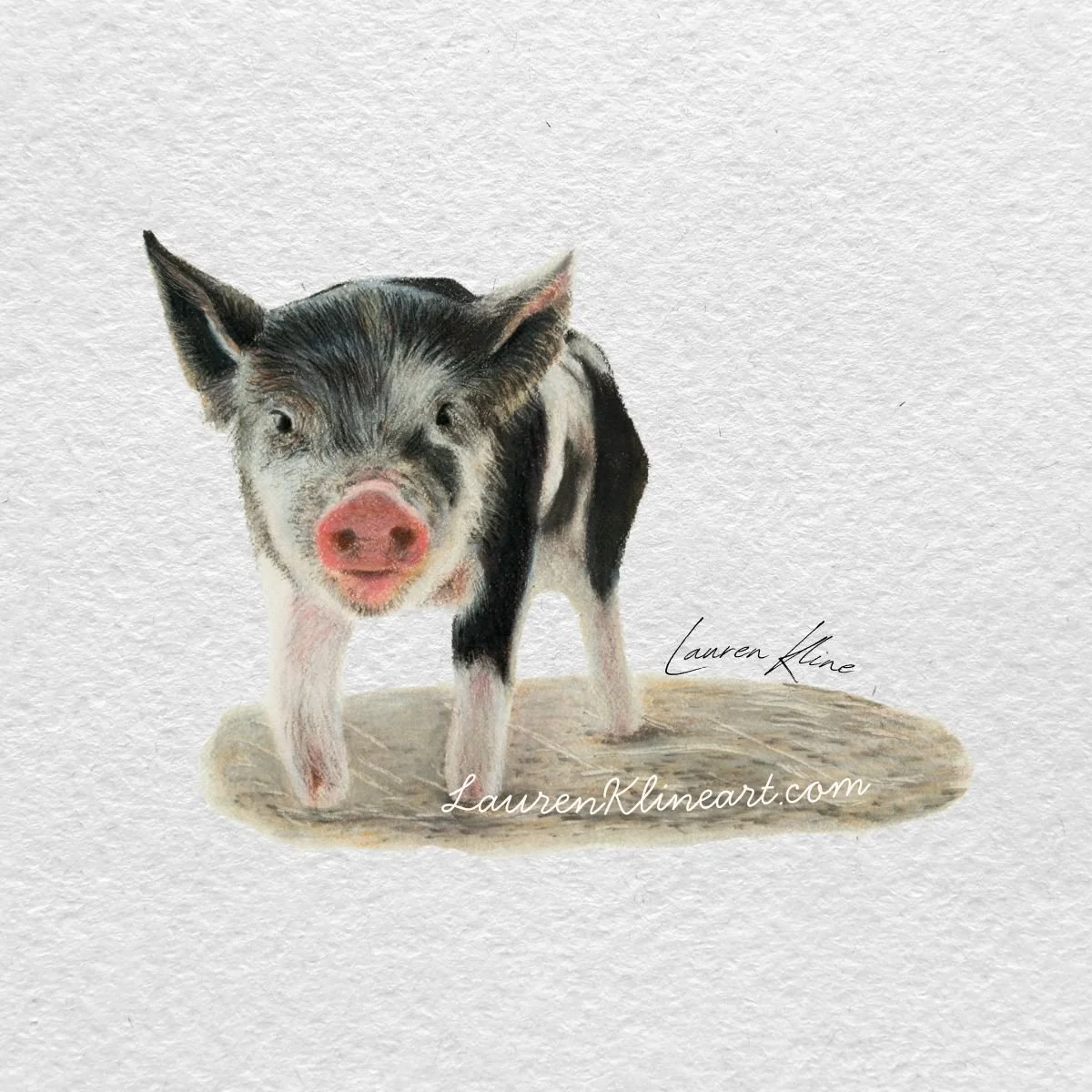pig.jpg