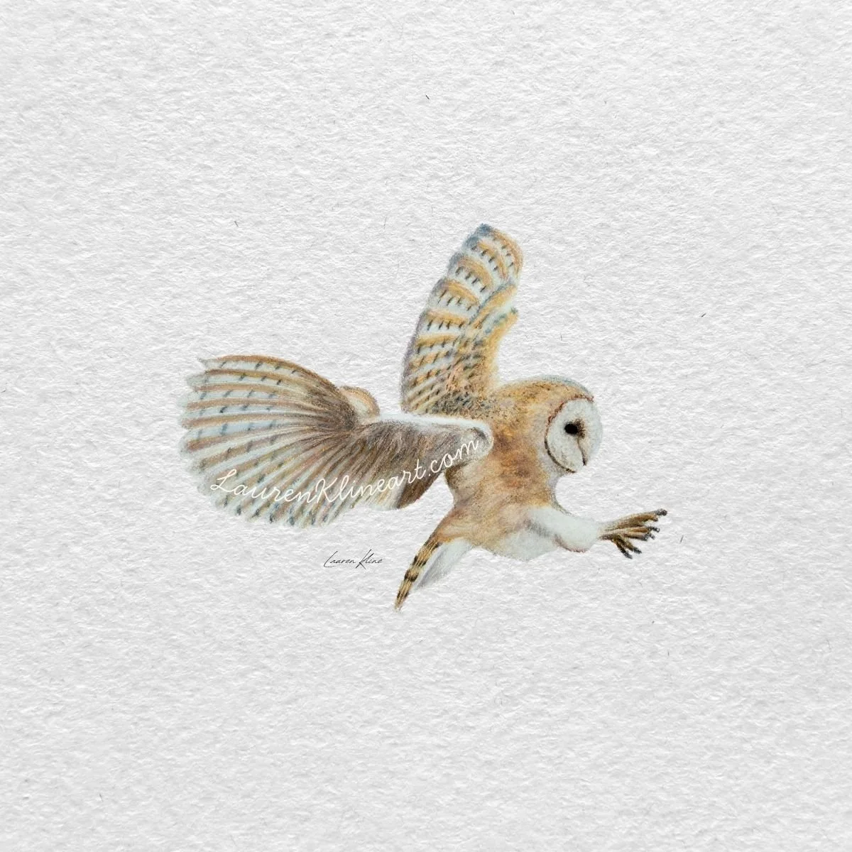 Barn Owl.jpg