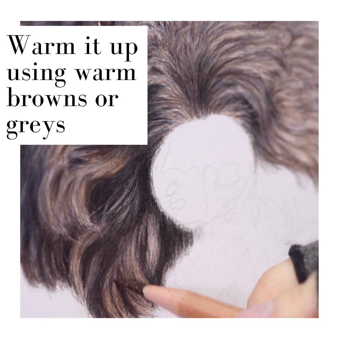 Colored pencil, caran d'ache, prismacolor, fabercastell, curly fur, how to draw curly fur, Learn to draw, realistic animal drawing, realistic dog drawing, curly fur drawing, pet portrait, learn to draw your own pet, learn to draw dog's eye, dogs