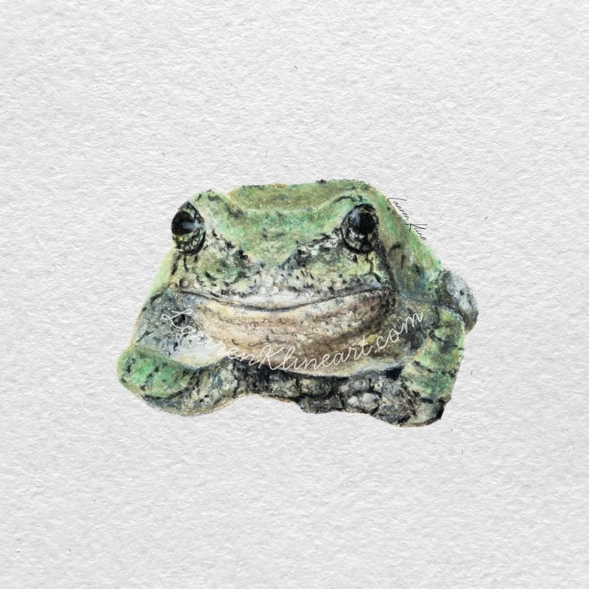 frogbutterfly.jpg