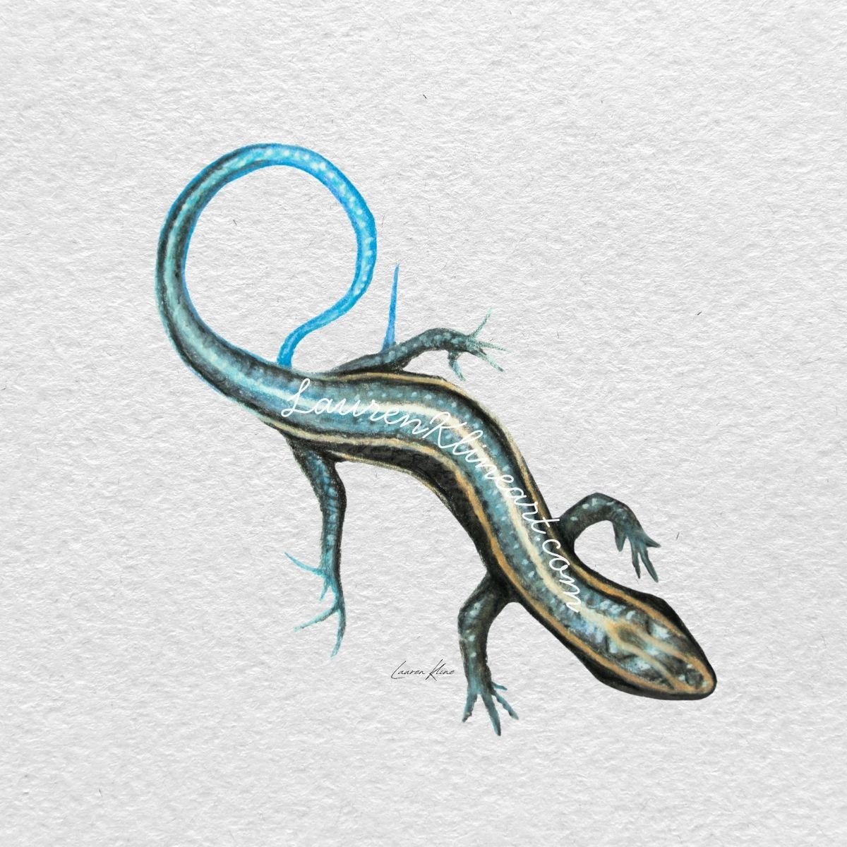 Bluetailed Skink.jpg