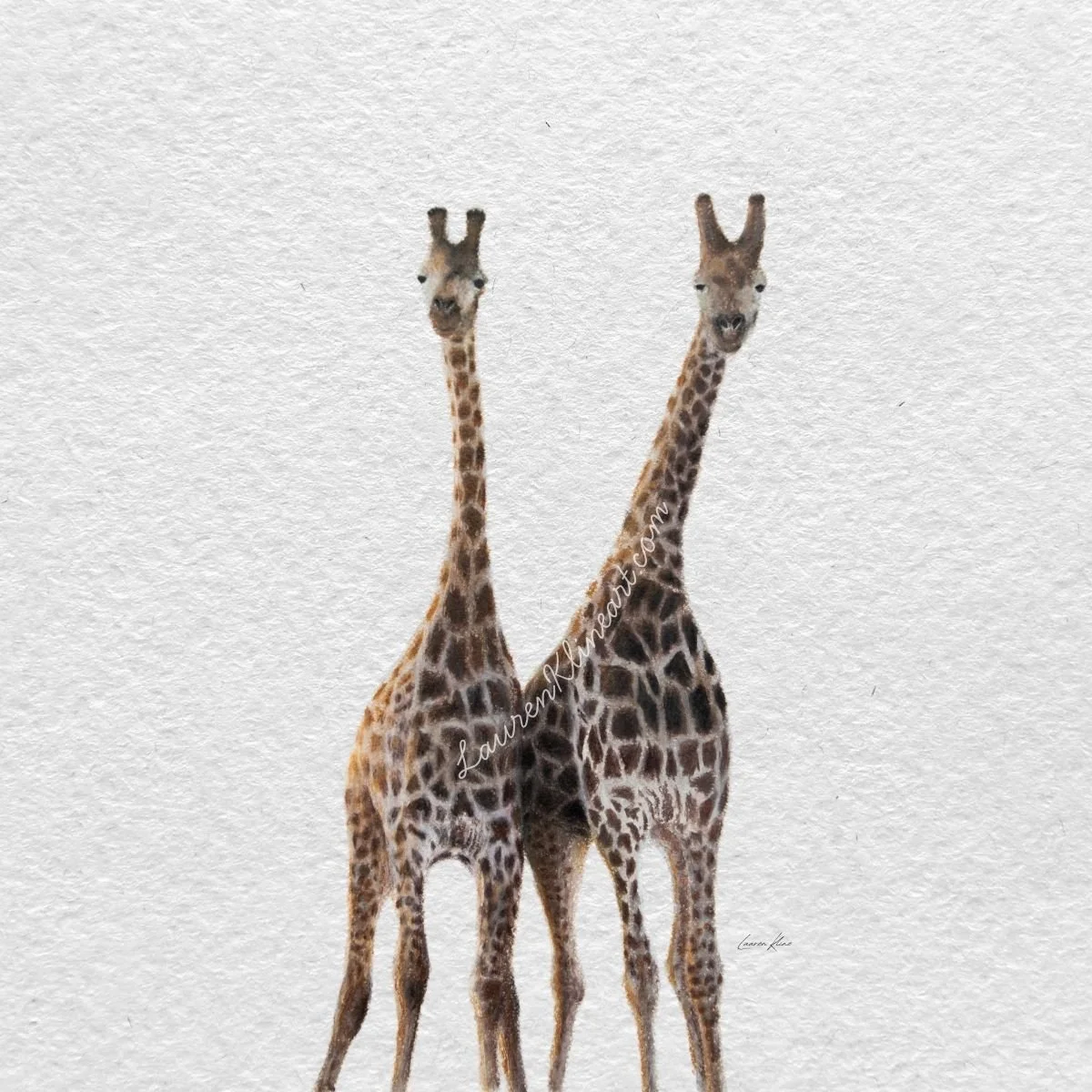 Giraffes.jpg