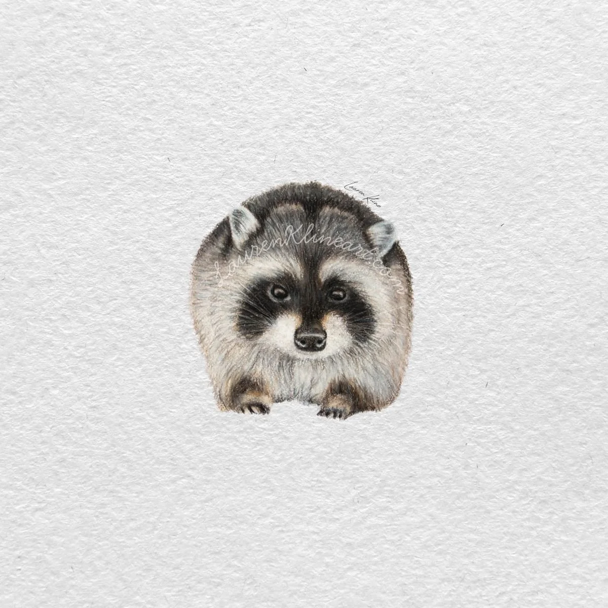 Raccoon.jpg