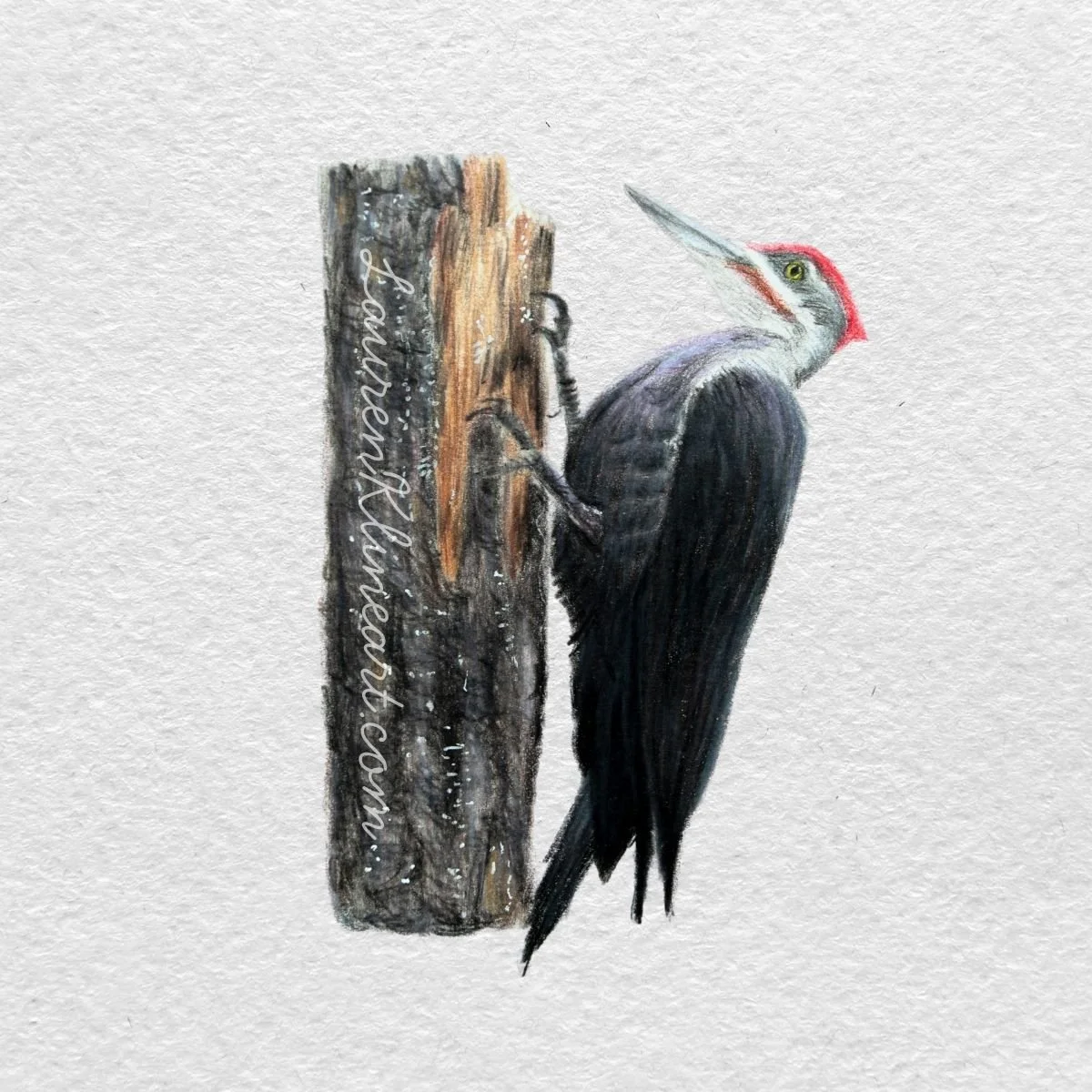 Piliated Woodpecker.jpg