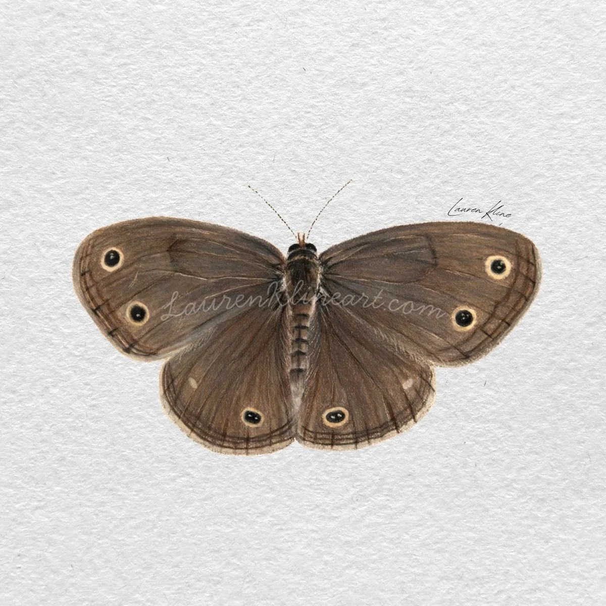 satyr butterfly.jpg