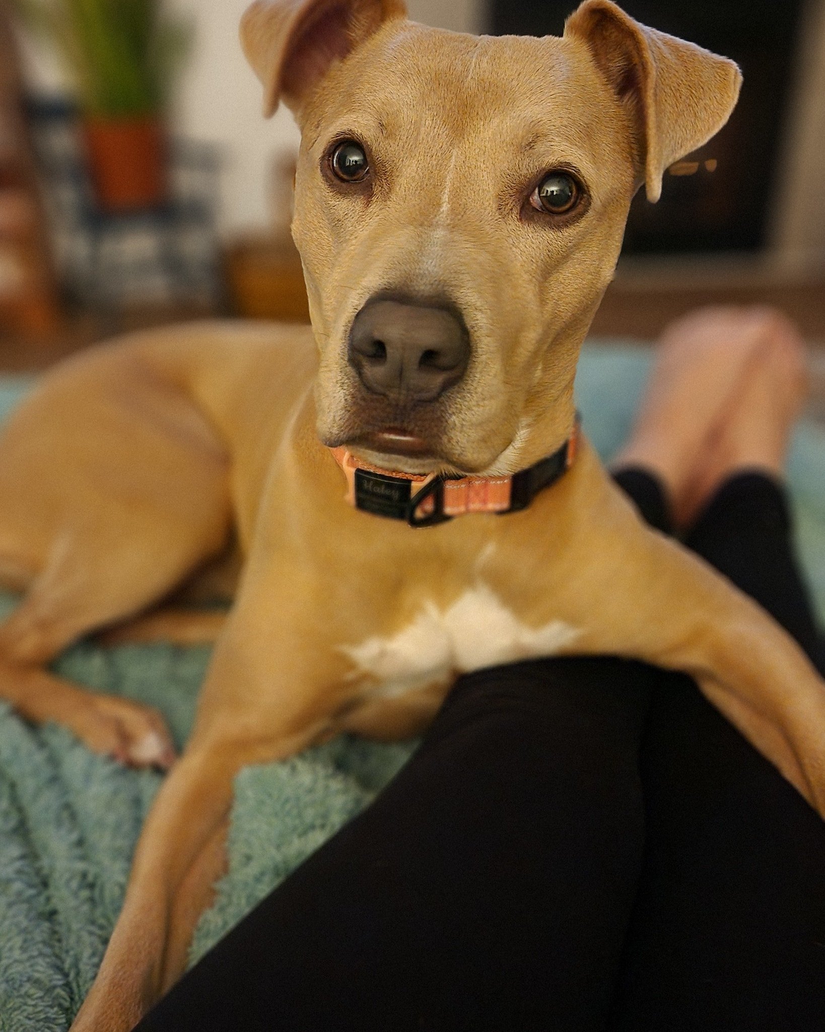 Working from home =
✔ laptop
✔ coffee
✔ two dogs within a 3-foot radius at all times
Not mad about it 🐾

#worklifeharmony #wfh #lovemypups