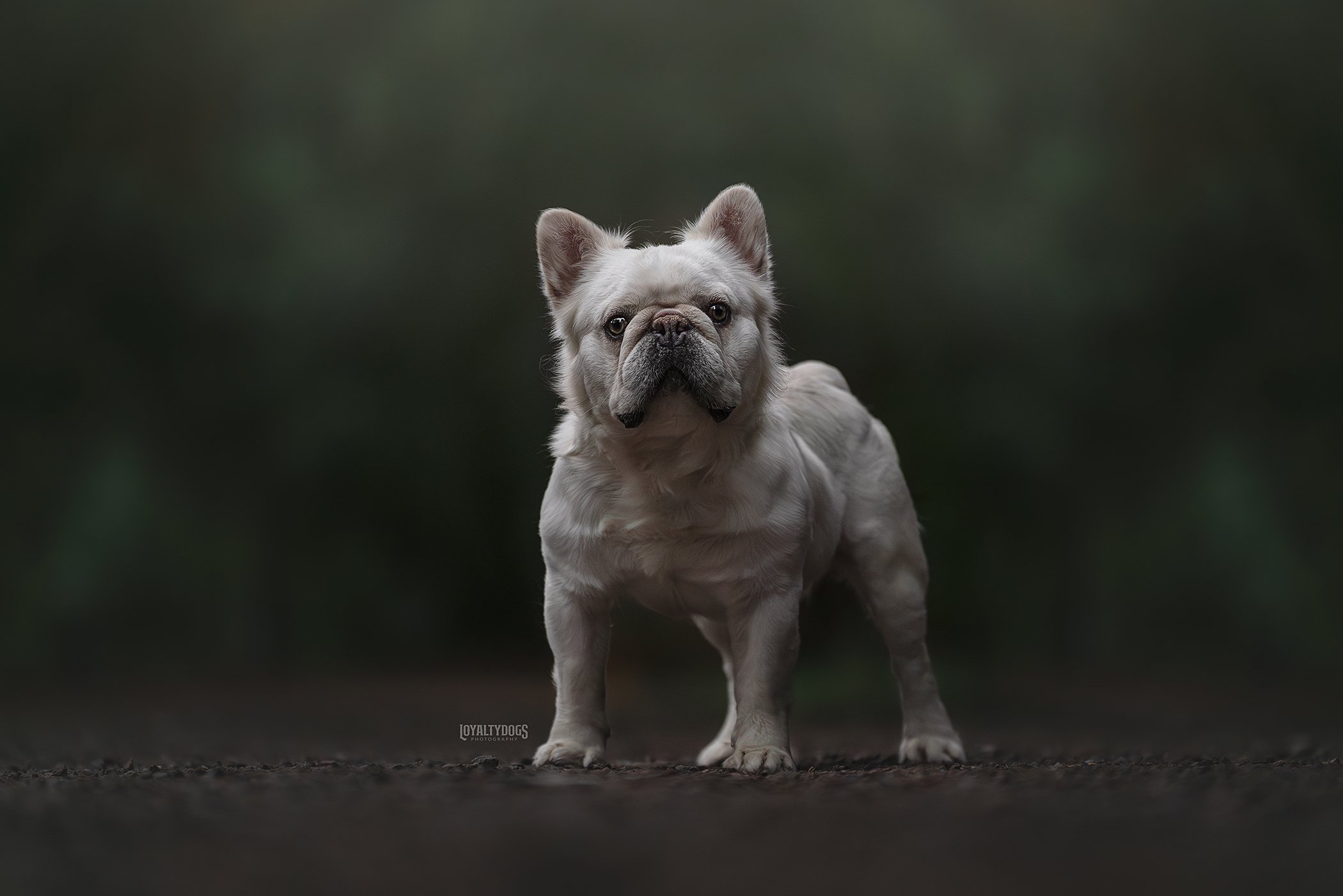 Zeus