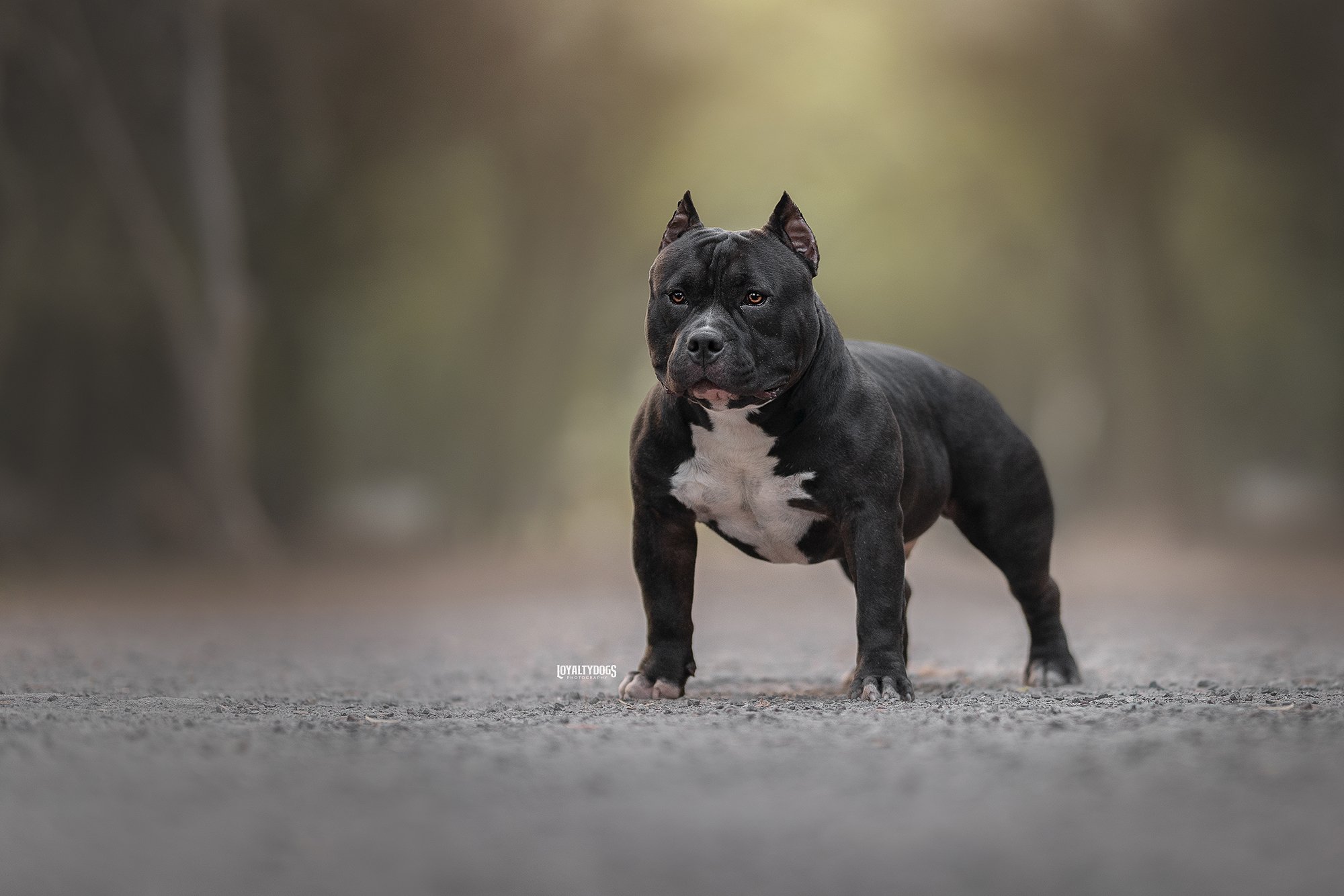 Enzo