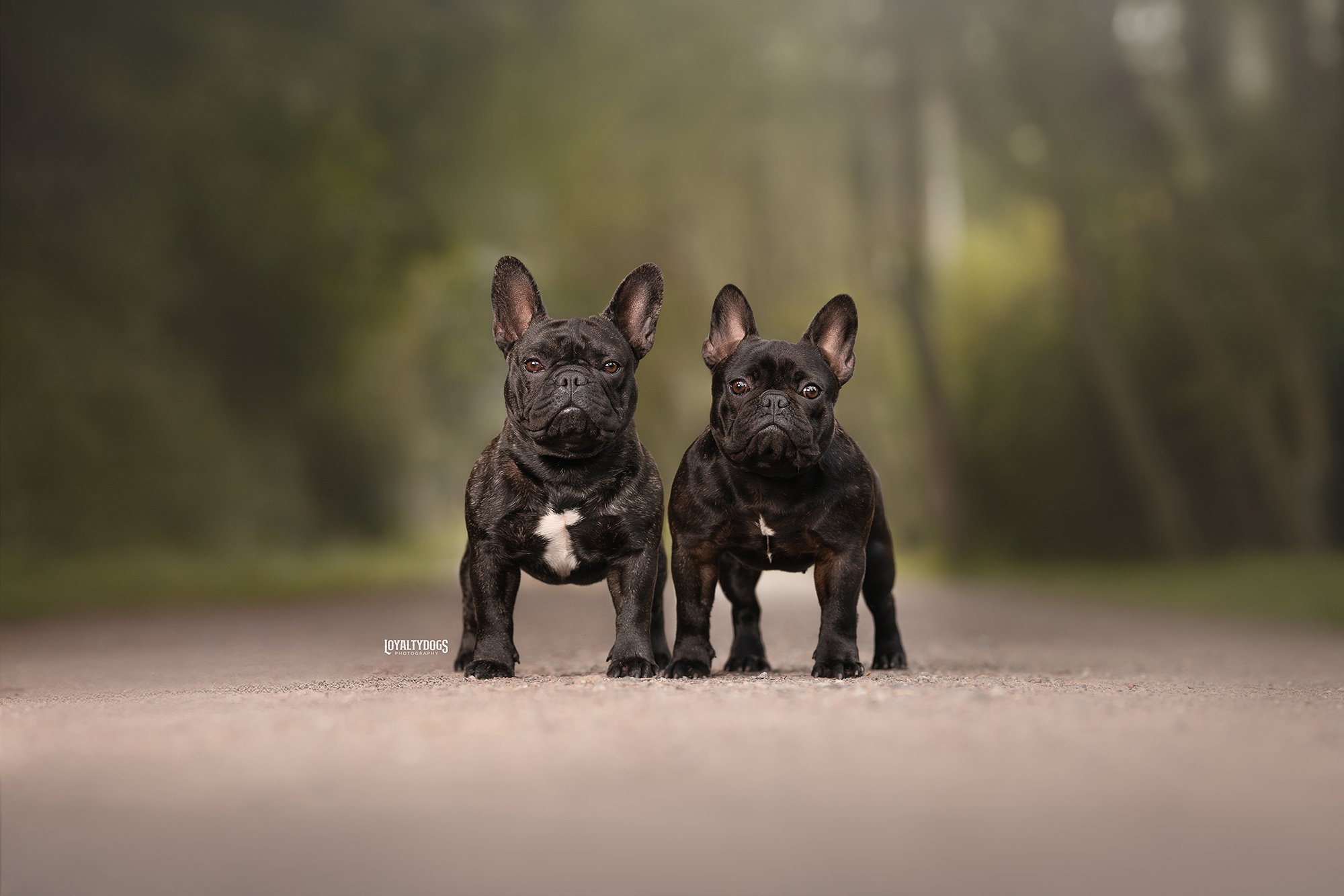 Chifú y Freya