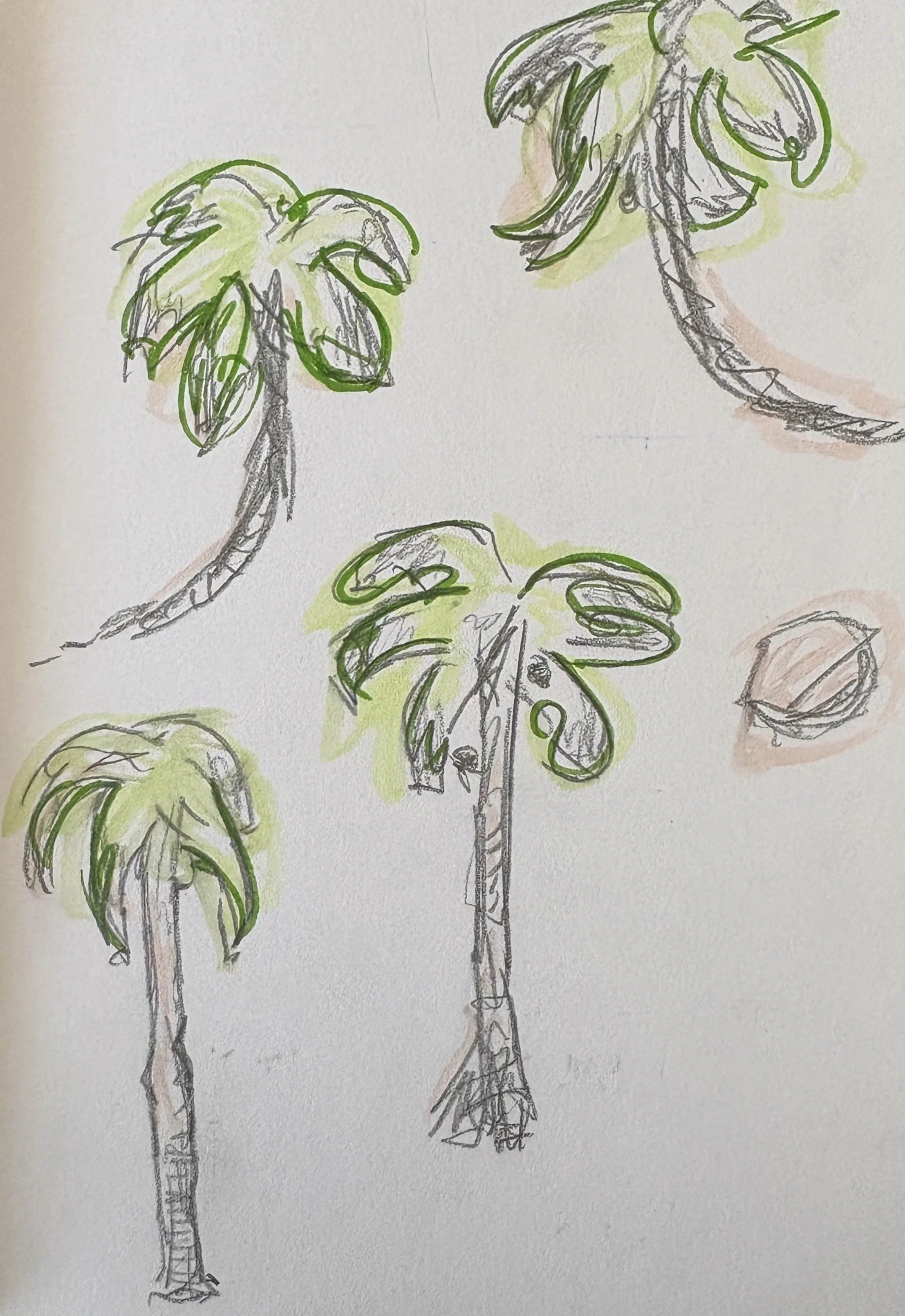Palm Oil (2026)