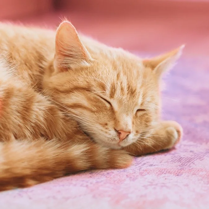 web photo cat napping.jpg