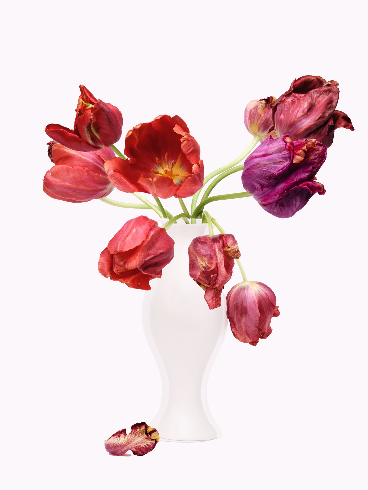 220601_red _tulips_final1-Edit-Edit.jpg